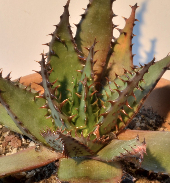 Aloe ferox DSC 0114