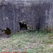 World War II Bunker on the River Berounka, Picture 2, Nymburk(?), Bohemia (CZ), 2014