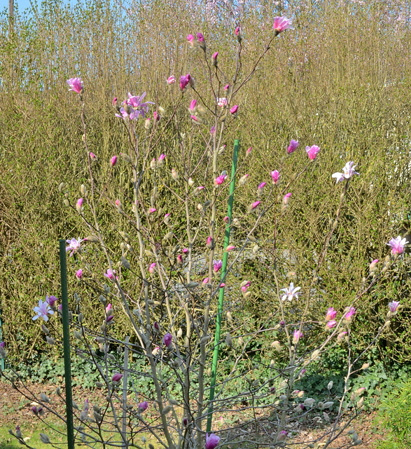Magnolia loebneri 'leonard messel' DSC 0120