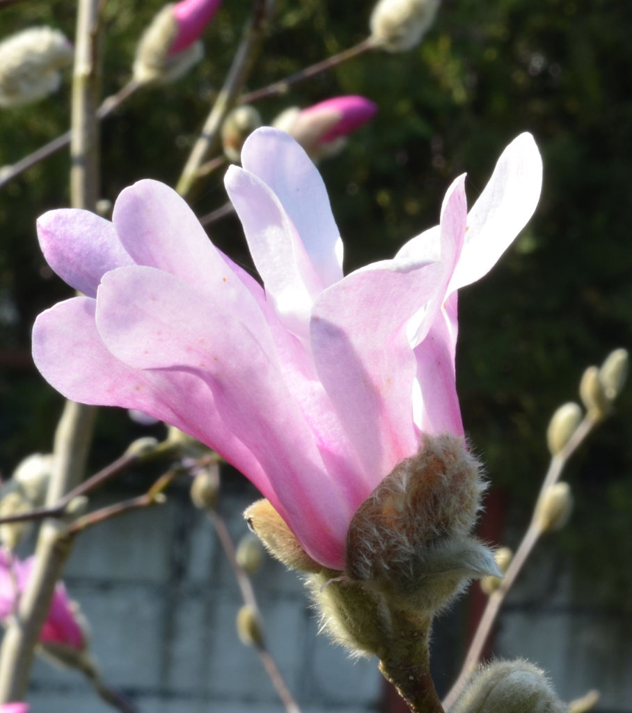 Magnolia loebneri 'leonard messel' DSC 0123