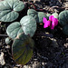 Cyclamen coum- Petites bulbeuses du jardin Henri Vinay (4)