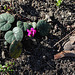 Cyclamen coum- Petites bulbeuses du jardin Henri Vinay (5)