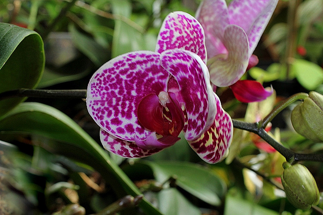 Phalaenopsis 'Wild Thing'
