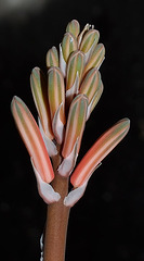 Aloe variegata DSC 0497