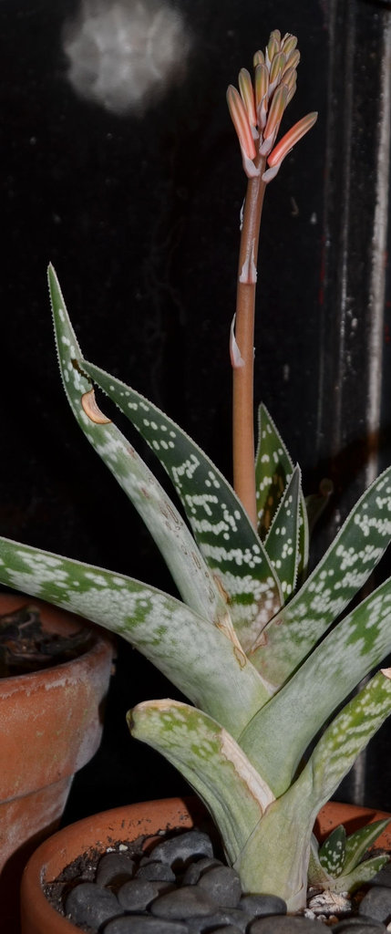 Aloe variegata DSC 0498