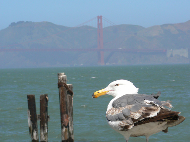San Francisco,et le Golden Gate