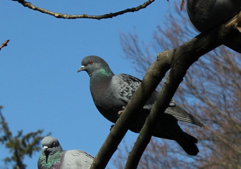 Les pigeons - "je t'ai à l'oeil"