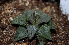 Haworthia emelyae emelyae f. picta