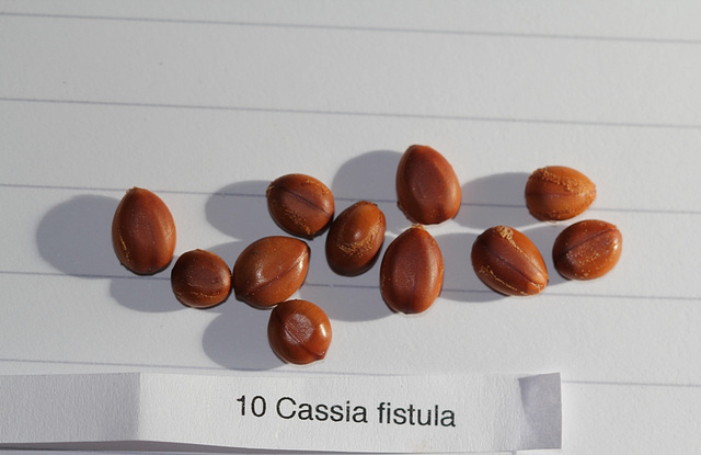 Cassia fistula