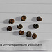 Cochlospermum vitifolium (2)