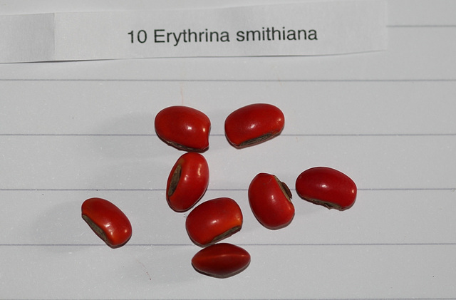 Erythrina smithiana (2)