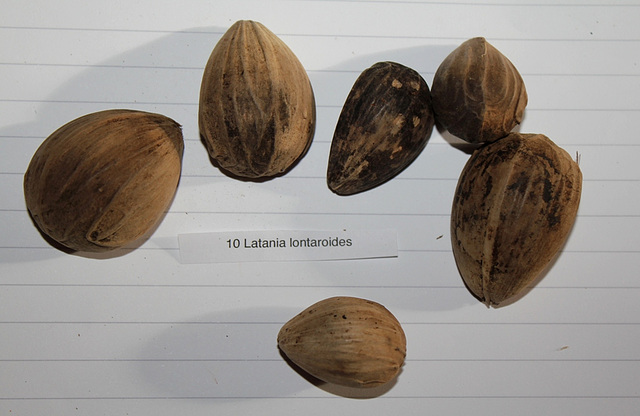 Latania lontaroïdes - 3 à 4,5 cm