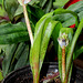 Lachenalia orchidioïdes (3)