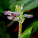 Lachenalia orchidioïdes (4)