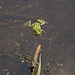20110617 6004RMw [D~LIP] Wasserfrosch (Rana esculenta), UWZ, Bad Salzuflen