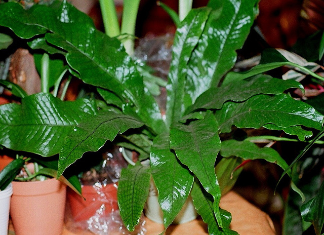 Microsorum musifolium 2