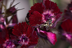 20110617 5899RMw [D~LIP] Insekt, Nelke (Dianthus barbatus 'Herzinfarkt, sweet William'), UWZ, Bad Salzuflen