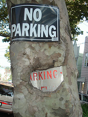No parking driveway tree / Arbre et stationnement - 21 juillet 2008.