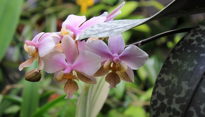 Phalaenopsis wiganae