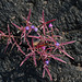 20100926-0581 Cyanotis fasciculata (B.Heyne ex Roth) Schult. & Schult.f.