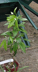 Mandarinier satsuma P5160130