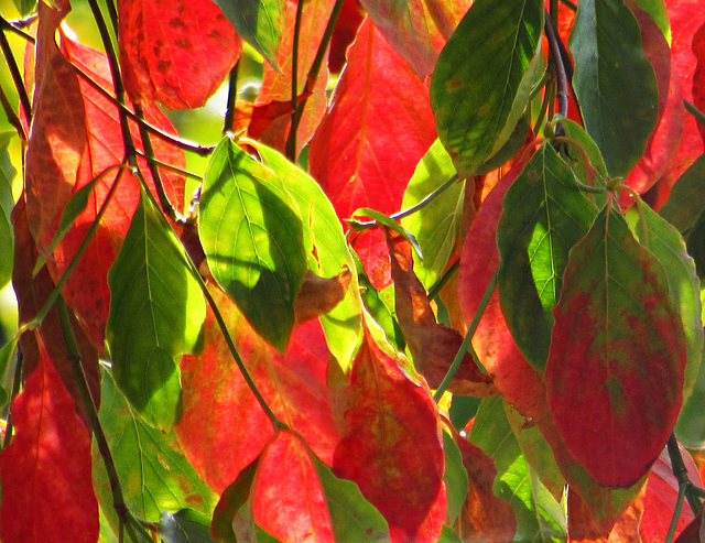 Leaf Collage