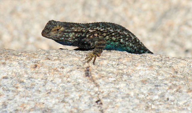 Lizard (3628)