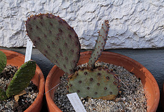 Opuntia macrocentra-Fin d'hiver