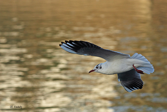 IMG 8353 Mouette (blog) IMG 8353 Mouette (blog)