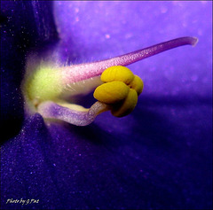Inside the flower