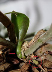 Rejets de Phalaenopsis