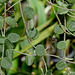 Hoya serpens (3)