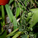 Hoya serpens (4)