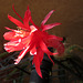 Cactus Flower (0814)
