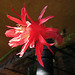Cactus Flower (0815)