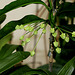 Hoya multiflora (2)