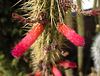 Cactus Flowers (2644)