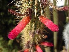 Cactus Flowers (2644)