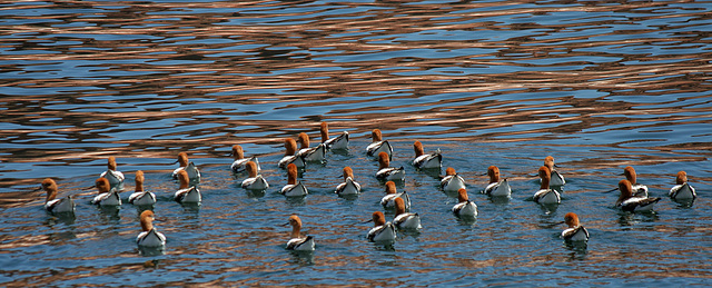 Lake Powell - Waterbirds (4662)