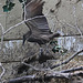 20110116 9411Aw [D-GE] Hammerkopf (Scopus umbetta), [Schattenvogel], Zoom Gelsenkirchen