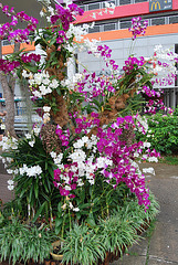 Les orchidées de Singapour