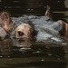 20110116 9402Aw [D-GE] Flusspferd, Zoom Gelsenkirchen
