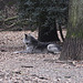 20110116 9385Aw [D-GE] Timberwolf (Canis lupus occidentalis), Zoom Gelsenkirchen