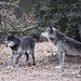 20110116 9384Aw [D-GE] Timberwolf (Canis lupus occidentalis), Zoom Gelsenkirchen