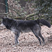 20110116 9383Aw [D-GE] Timberwolf (Canis lupus occidentalis), Zoom Gelsenkirchen