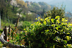 Angoli colorati di giardino - verde