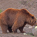 20110116 9363Aw [D-GE] Kamtschatkabär (Ursus arctus beringianus), Zoom Gelsenkirchen