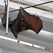20110116 9341Aw [D-GE] Malaiischer Flughund (Pteropus vampyrus) [Kalong], Zoom Gelsenkirchen