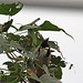 20110116 9339Aw [D-GE] Rotohrbülbül (Pycnonotus jocosus), Zoom Gelsenkirchen