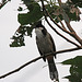 20110116 9336Aw [D-GE] Rotohrbülbül (Pycnonotus jocosus) , Zoom Gelsenkirchen